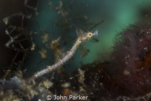 Pipefish by John Parker 